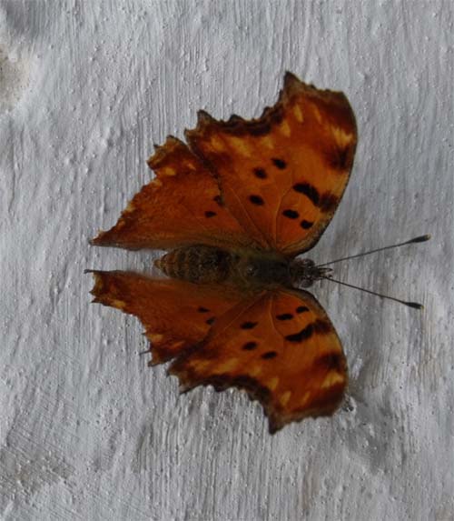 Ropalocero albanese - Polygonia egea